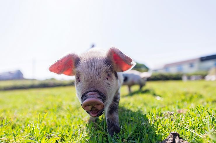 Primrose Herd Pork Achieves Highest Accolades In Great Taste